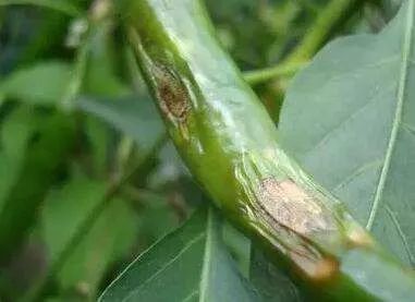 用了这么多年杀菌剂，还是三氯异氰尿酸最管用——物美价廉，病菌全杀